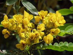 Senna racemosa