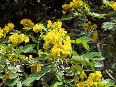 Senna racemosa