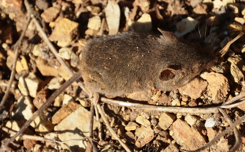 Southern African Pygmy Mouse