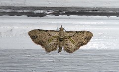 Chloroclystis sphragitis