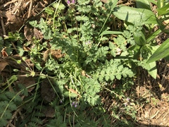 Erodium cicutarium
