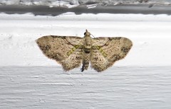 Chloroclystis sphragitis