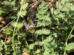 Erodium cicutarium
