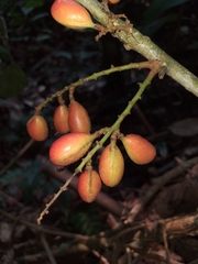 Connaraceae