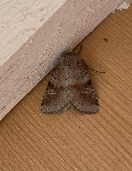 Oligia minuscula