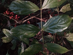 Connaraceae