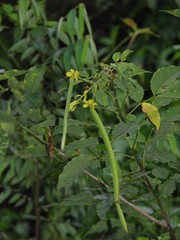 Senna undulata