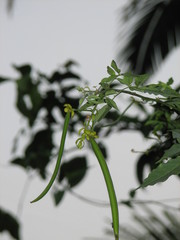 Senna undulata