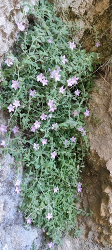 Campanula mollis, photograph 5