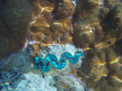 Tridacninae