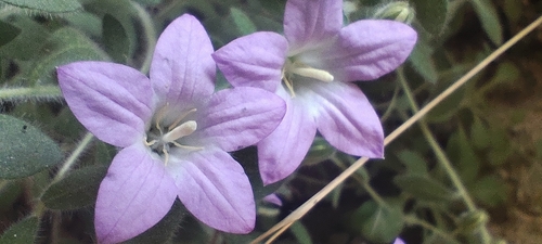 Campanula mollis, photograph 6