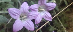 Campanula mollis, photograph (c) Santiago Martín-Bravo, some rights reserved (CC BY)