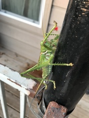Neobarrettia spinosa