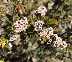 Thryptomene calycina