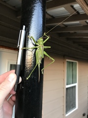 Neobarrettia spinosa