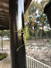 Neobarrettia spinosa