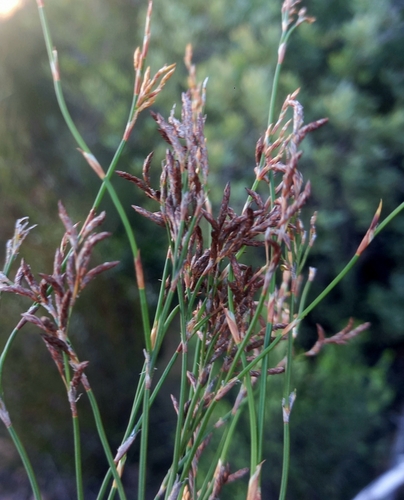 Common Capereed (Restio sieberi)