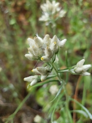 Pseudognaphalium helleri