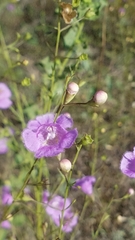 Agalinis homalantha