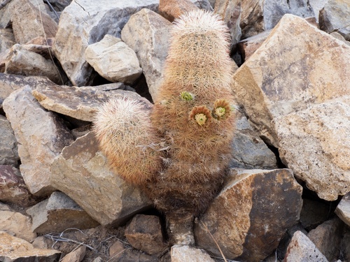 Echinocereus russanthus