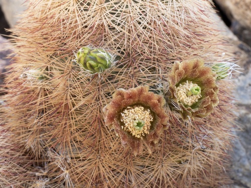 Echinocereus russanthus
