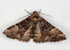 Aporoctena scierodes