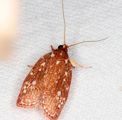 Euchaetis metallota