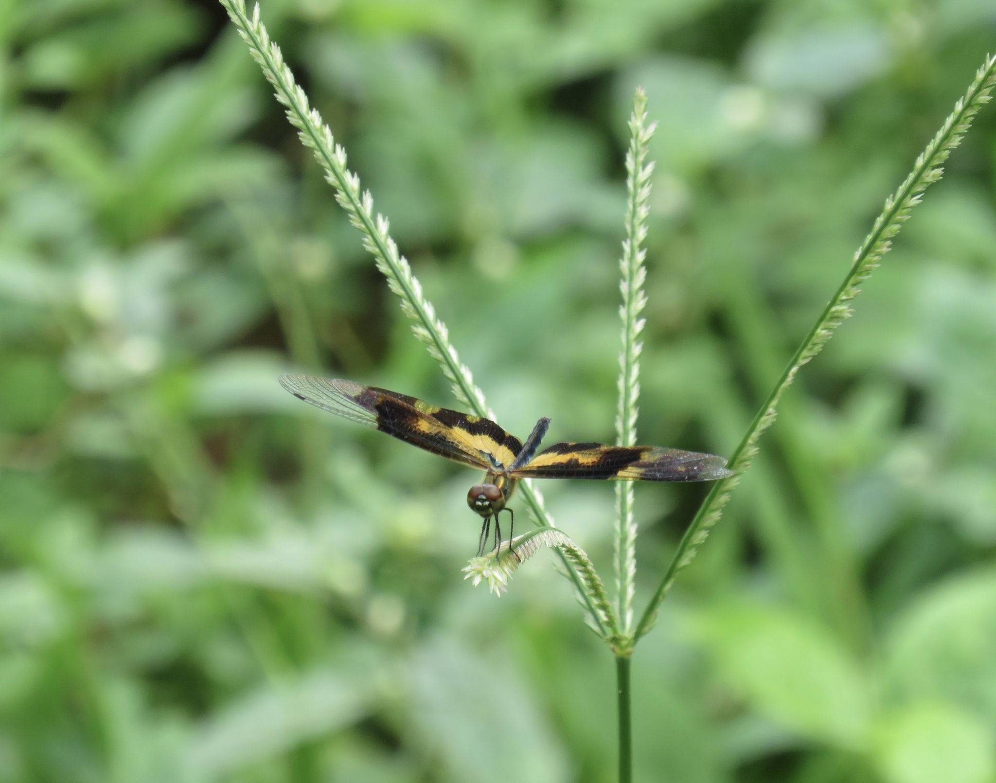 Common Picture Wing