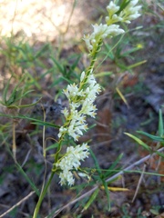 Cuscuta cuspidata