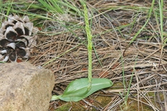 Malaxis macrostachya