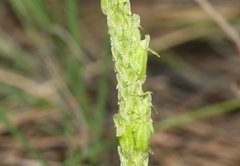 Malaxis macrostachya