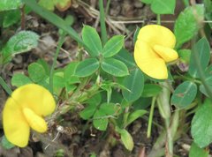 Arachis duranensis