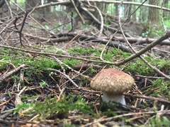 Suillus lakei