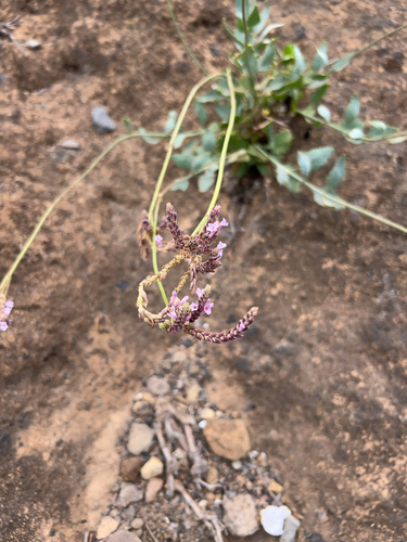 Cape Verde Lavender (Lavandula rotundifolia)
