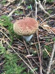 Suillus lakei