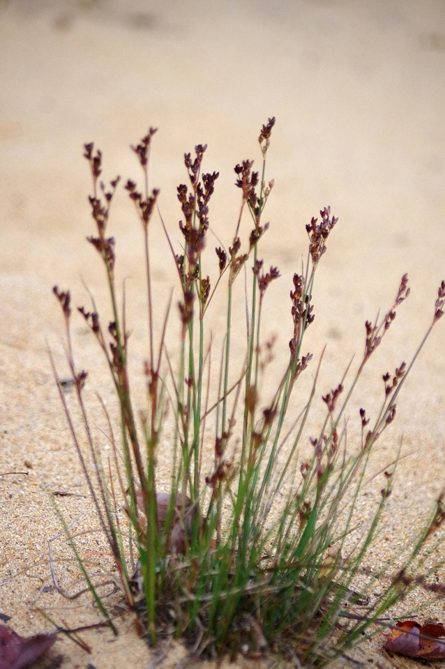 Juncus brevicaudatus