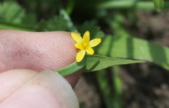 Sisyrinchium cernuum