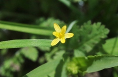 Sisyrinchium cernuum