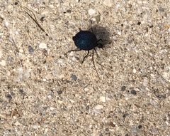 Cysteodemus wislizeni