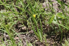 Sisyrinchium cernuum