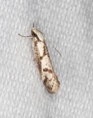 Palimmeces variegata