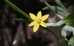 Sisyrinchium cernuum