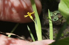 Sisyrinchium cernuum