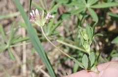 Trifolium pinetorum