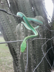 Leptophis mexicanus