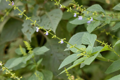 Salvia angulata thumbnail