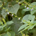 Salvia angulata - Photo (c) Rich Kostecke, some rights reserved (CC BY-NC), uploaded by Rich Kostecke