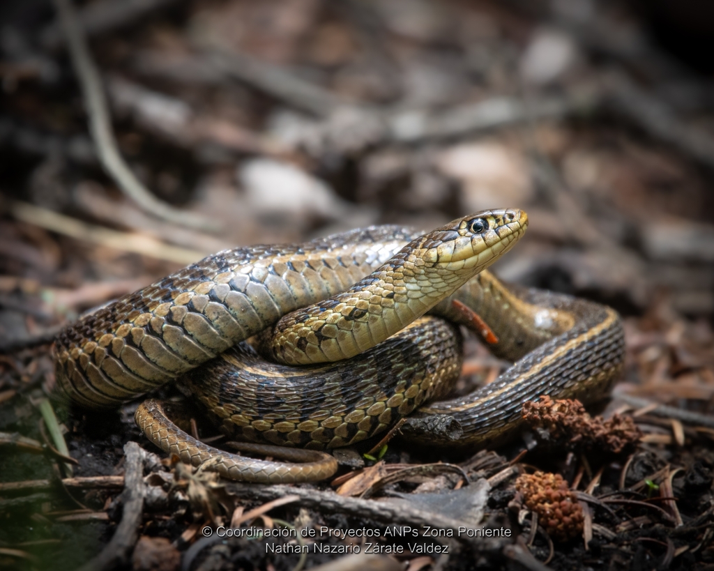 Longtail Alpine Garter Snake from 01864 CDMX, México on June 25, 2025 ...