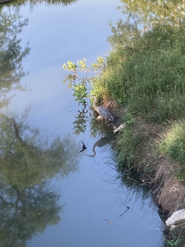 Great Blue Heron