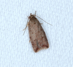 Syringoseca mimica